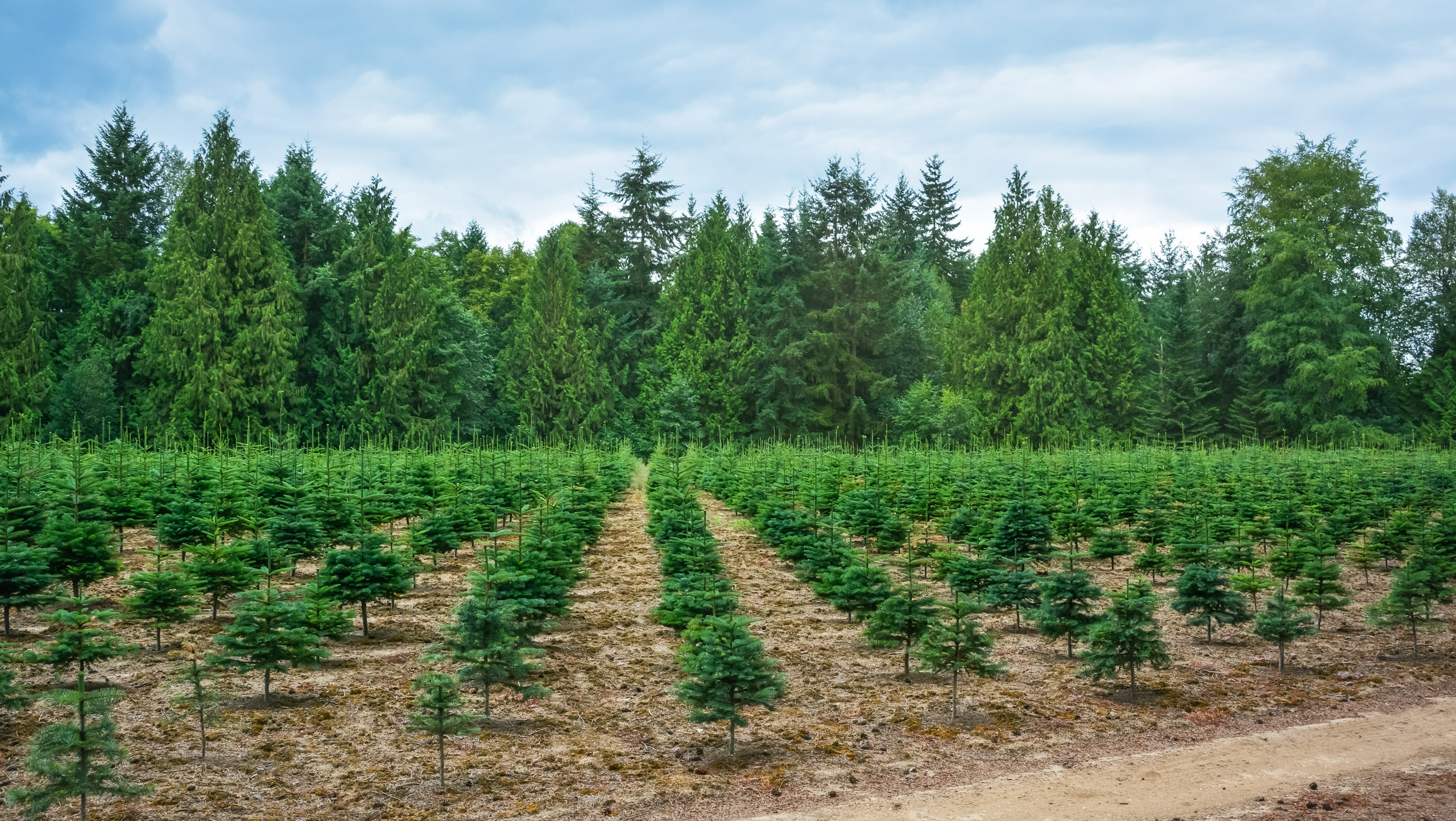 PLANT-MY-TREE Reforestration Project